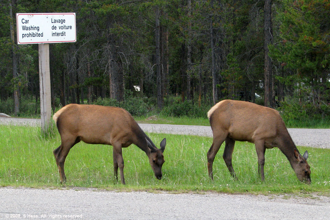 Elk feeding